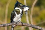 OBSERVACIÓN DE AVES Y CONSERVACIÓN, EJES DE LA COOPERACIÓN ENTRE SENATUR Y EL CLUB DE OBSERVADORES DE LA NATURALEZA